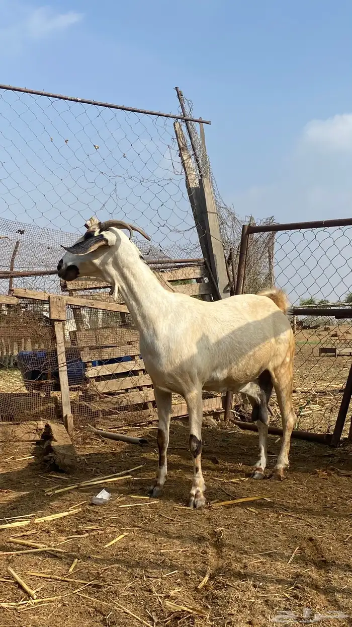 نعرض لكم اخواني عنز كحلا 12