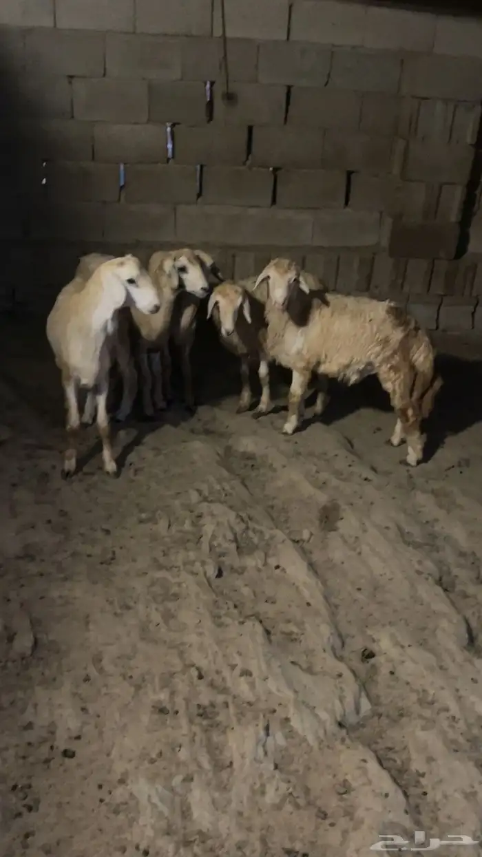 خرفان فل شحم (تم البيع ) 4