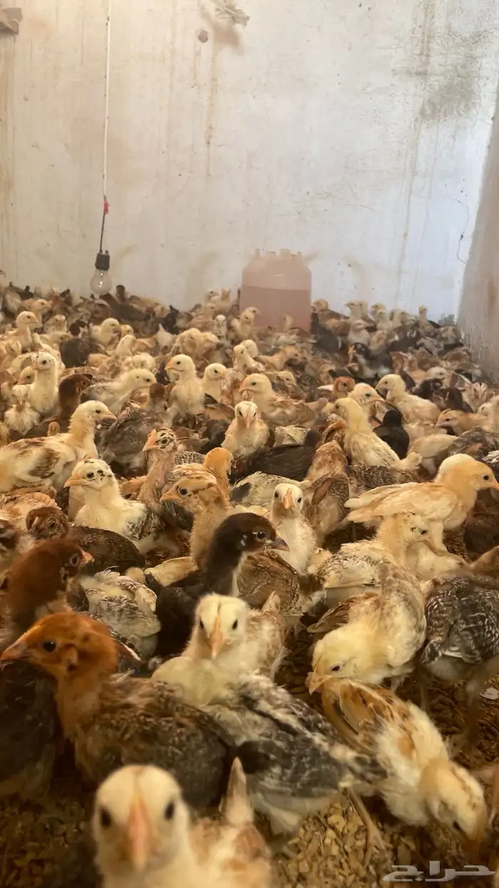 صيصان بلدي العمر شهر ماخذه جميع التحصينات 4