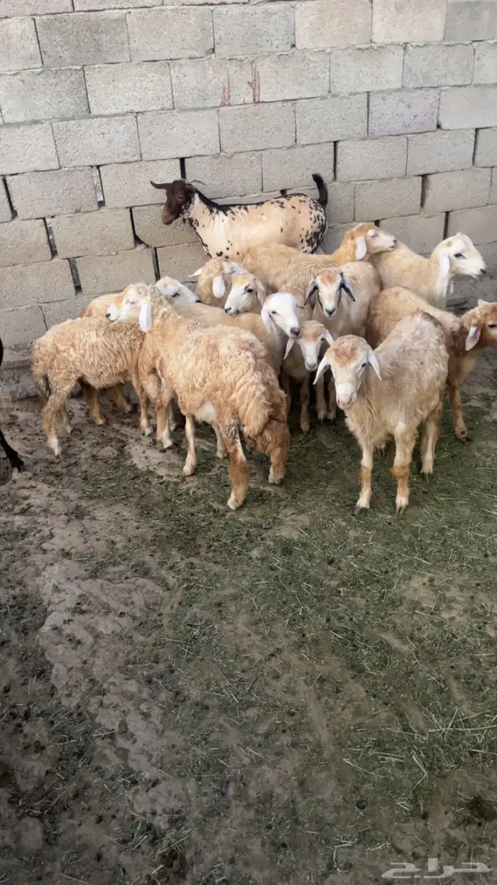 خرفان فل شحم (تم البيع ) 2