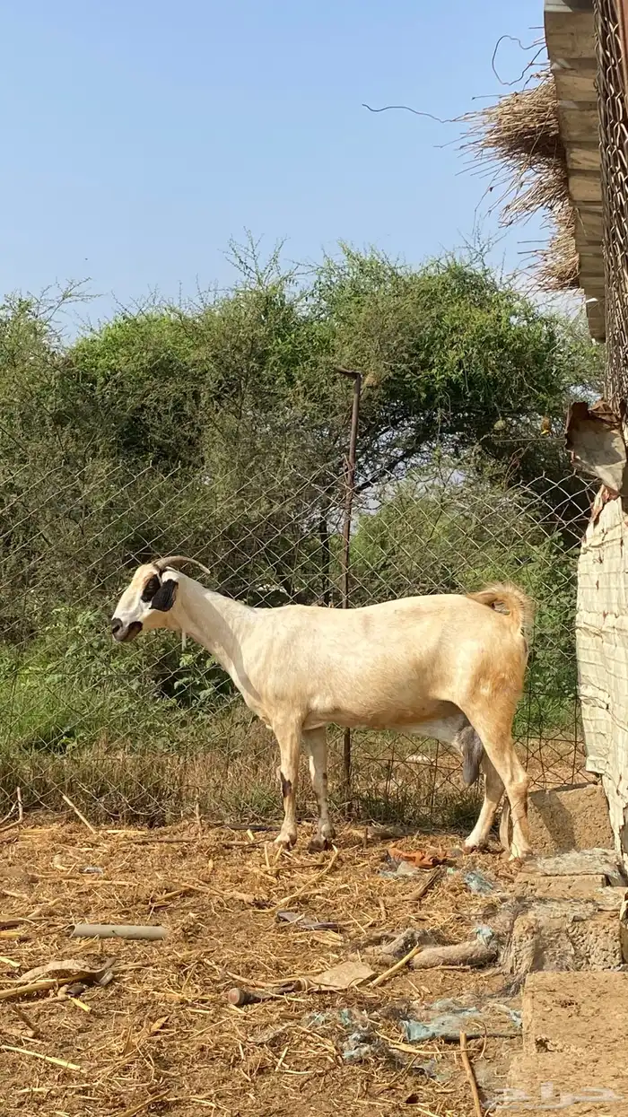 نعرض لكم اخواني عنز كحلا 26