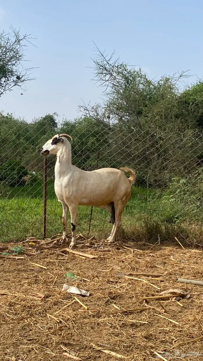 نعرض لكم اخواني عنز كحلا 24