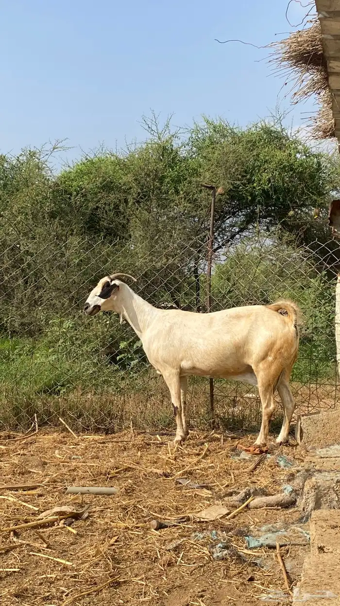 نعرض لكم اخواني عنز كحلا 28