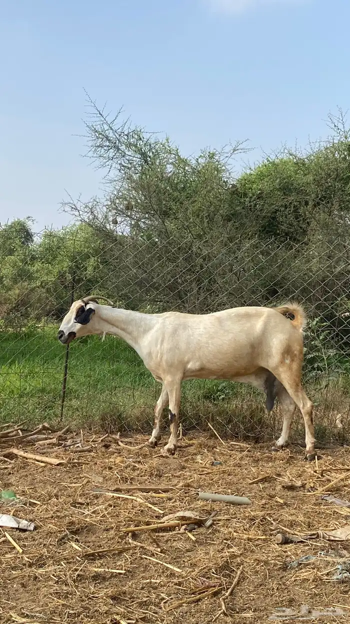 نعرض لكم اخواني عنز كحلا 21