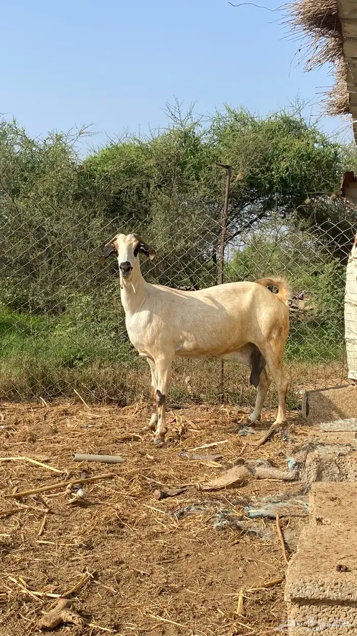 نعرض لكم اخواني عنز كحلا 2