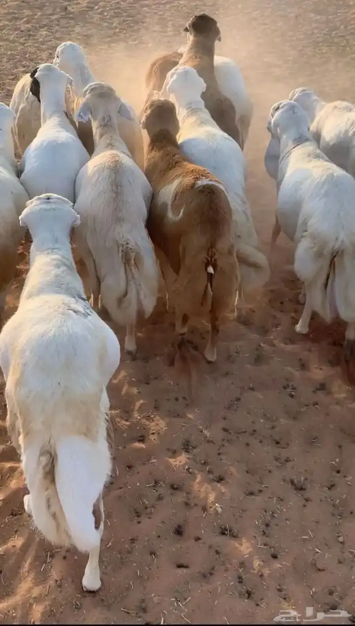 ذبيحتك واصلة لبيتك 6