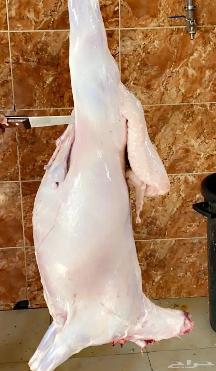 ذبايح حريه خرفان بلديه تيوس مع السلخ والتوصيل 4