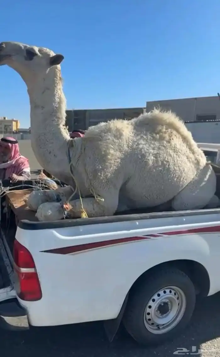 قعود مفرود ناهي 0