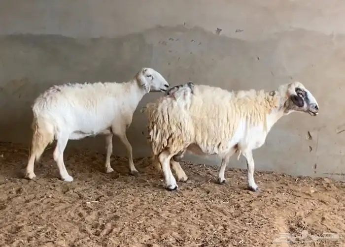 حريات دفيع ( تم البيع ) 0