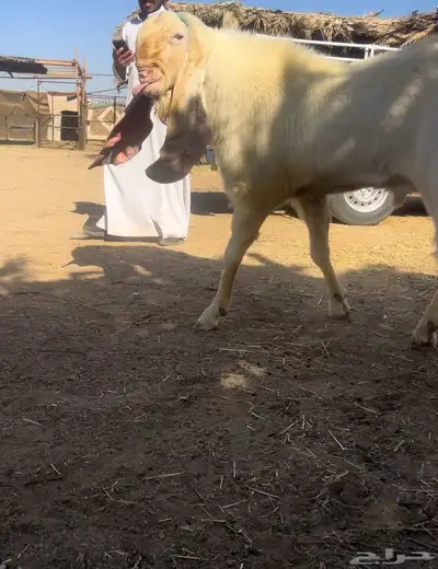 نجران 0