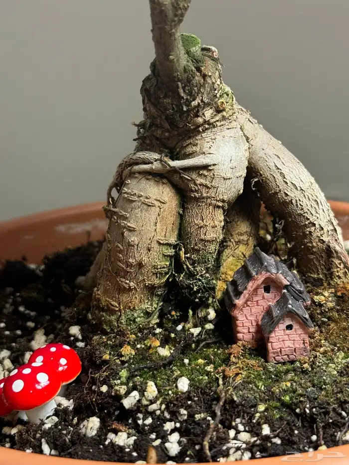 بونساي القرية نبات داخلي بطريقة مميزه 1