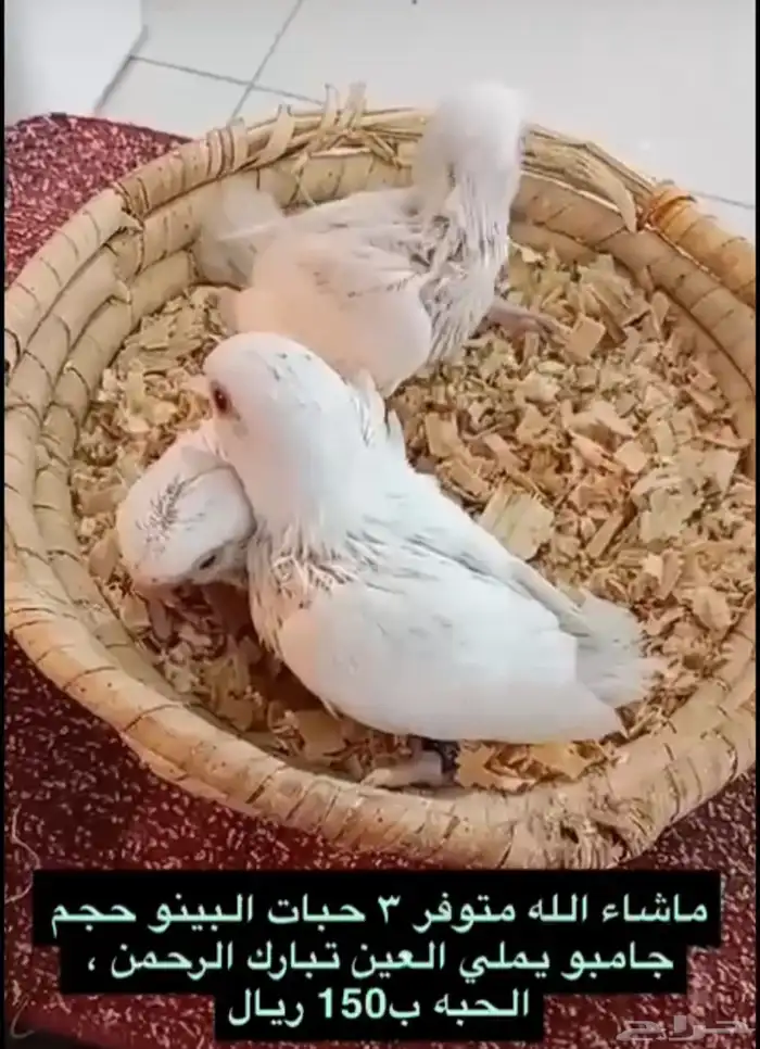 فروخ البينو حجم جامبو 0