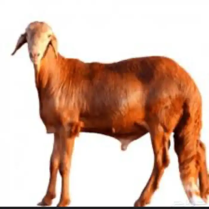 طلبان سواكن وتيوس ورفيدي باسعار الجملة 0