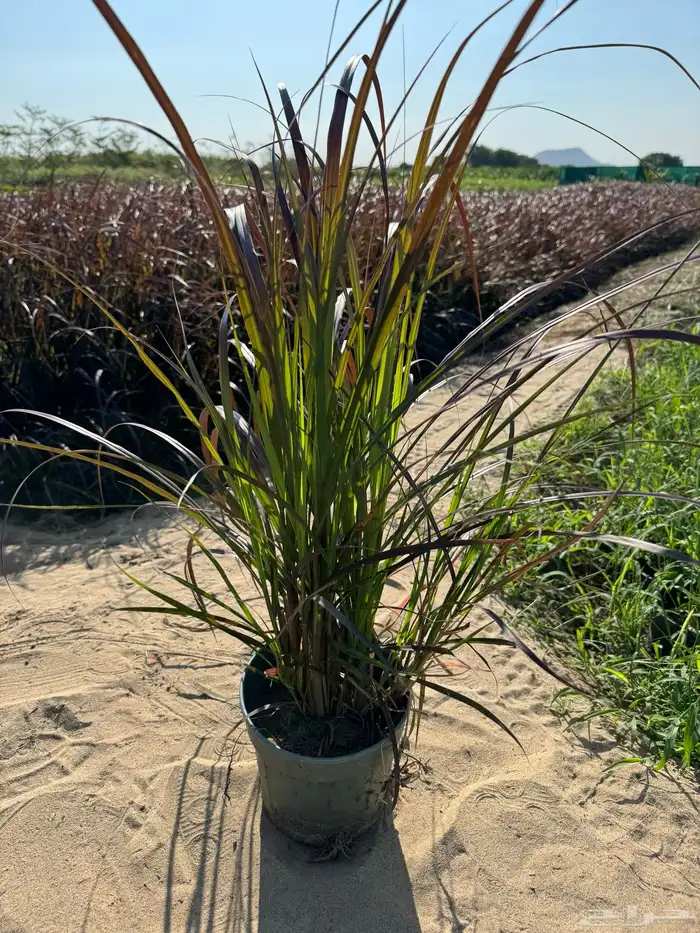 بنستيوم احمر و اخضر( حلفا) Pennisetum 3