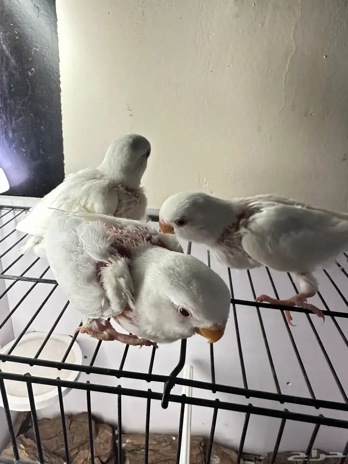 فروخ روز غر تم البيع خارج الموقع 1