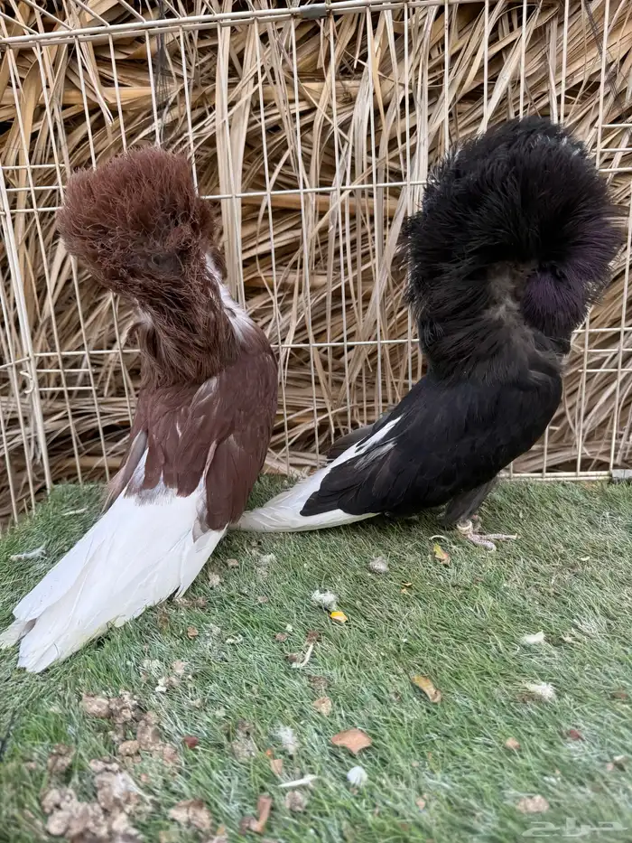 جوز جاكوبين ( تم البيع ) 0