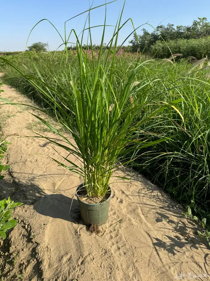 بنستيوم احمر و اخضر( حلفا) Pennisetum 1