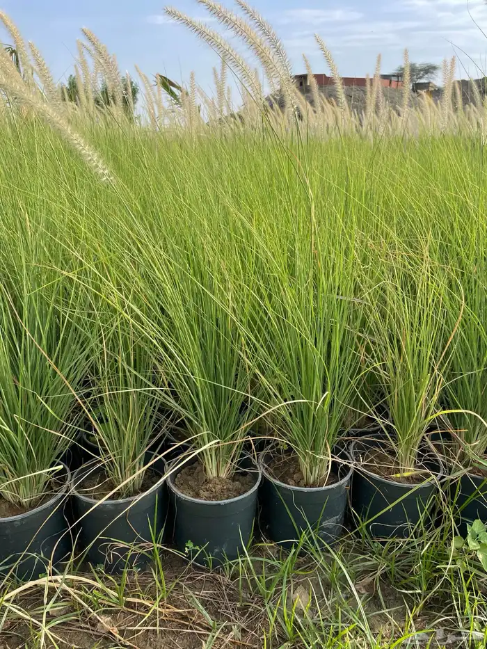 بنستيوم احمر و اخضر( حلفا) Pennisetum 6