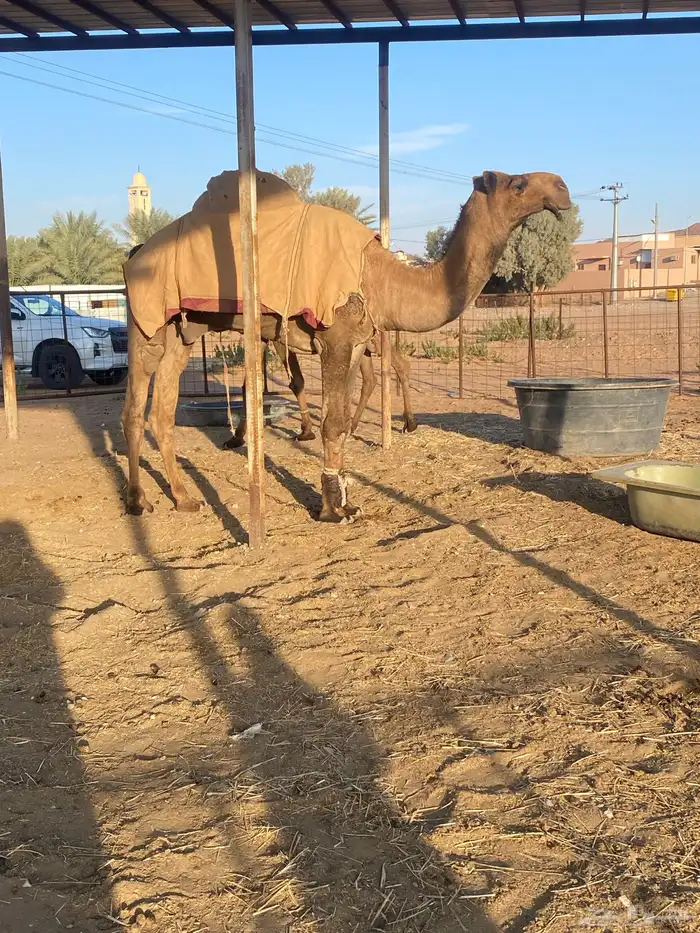 فحول صفر للبيع 1