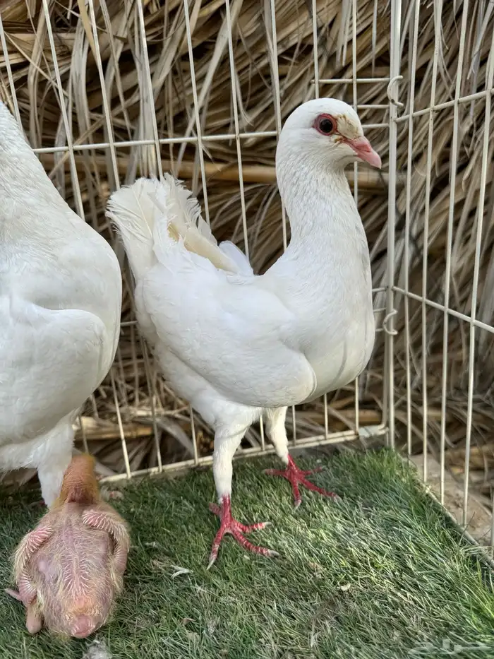 جوز مالتيز بانتاجه 4