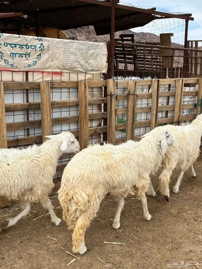 طليان حري ذبايح طيبفاخر من الاخر 14