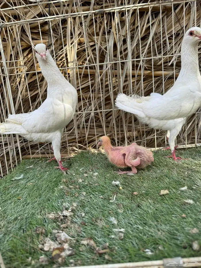 جوز مالتيز بانتاجه 1