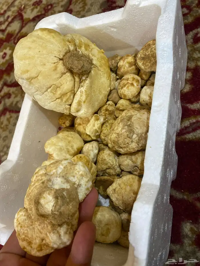 زبيدي 2