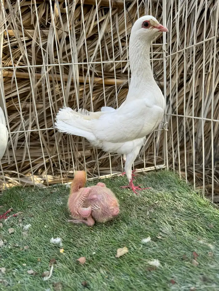 جوز مالتيز بانتاجه 3