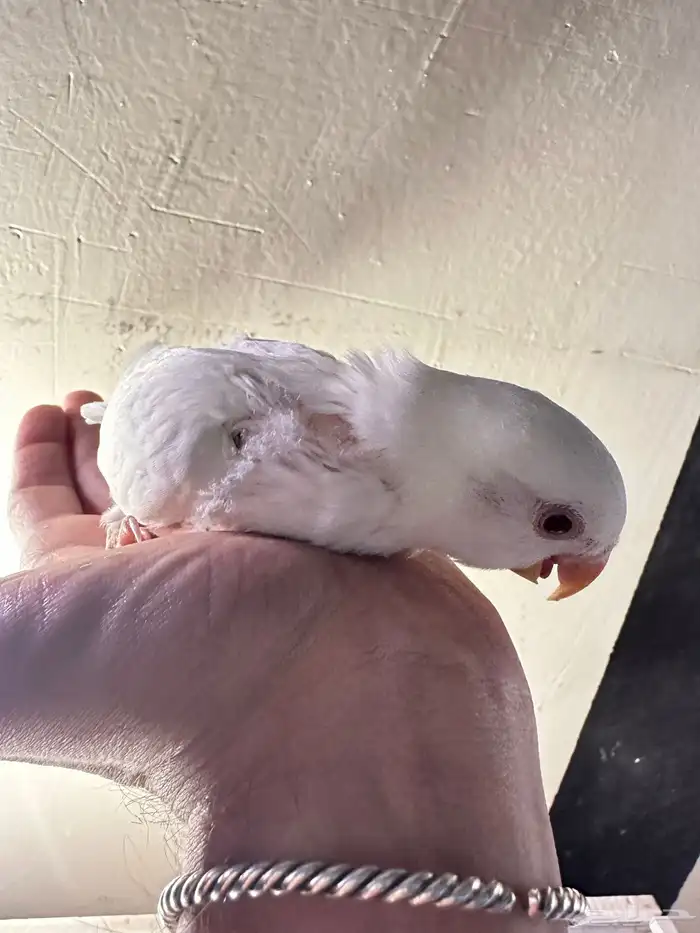 فروخ روز غر تم البيع خارج الموقع 8