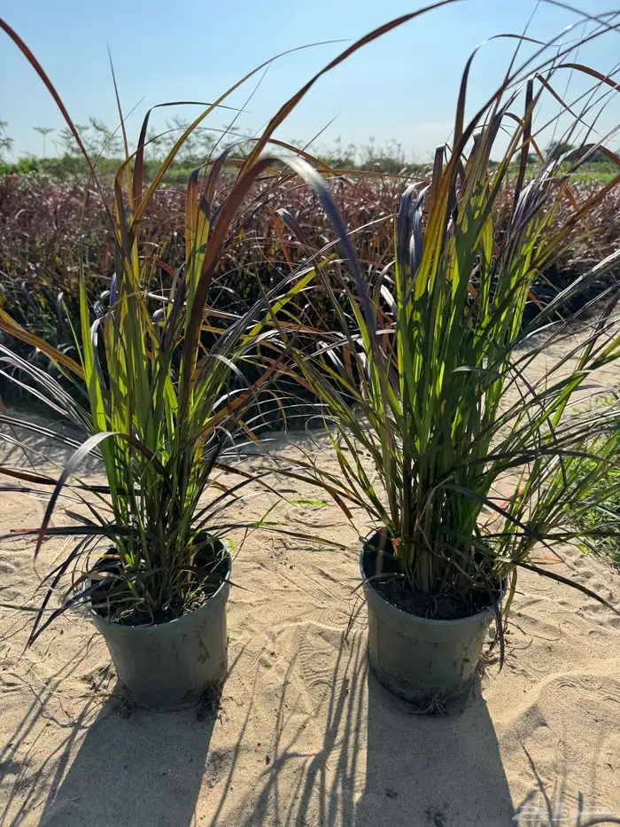 بنستيوم احمر و اخضر( حلفا) Pennisetum 4