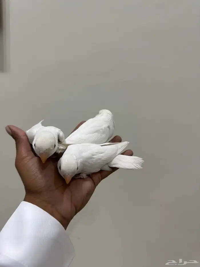 فروخ روز البينو 4