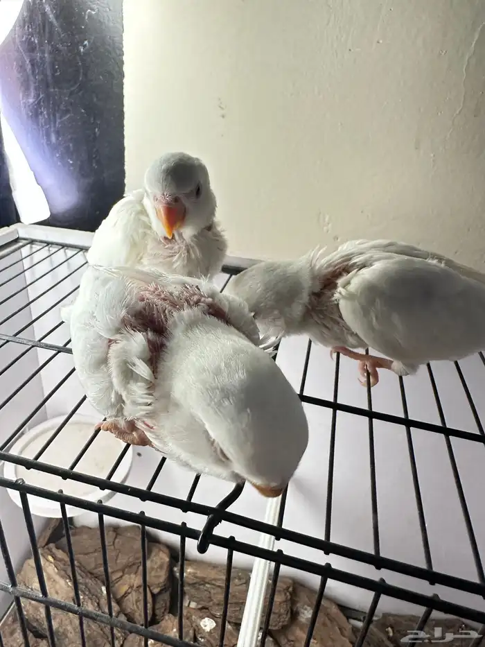 فروخ روز غر تم البيع خارج الموقع 5