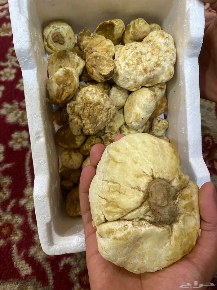 زبيدي 0