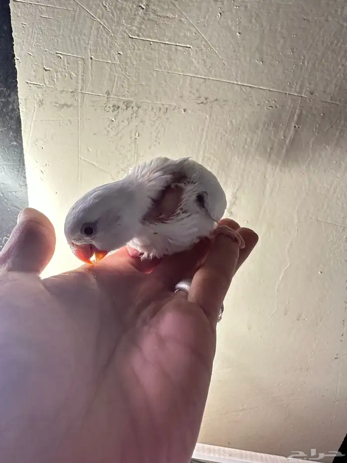 فروخ روز غر تم البيع خارج الموقع 7