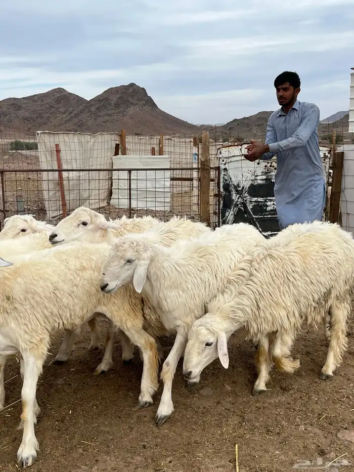 طليان حري ذبايح طيبفاخر من الاخر 0