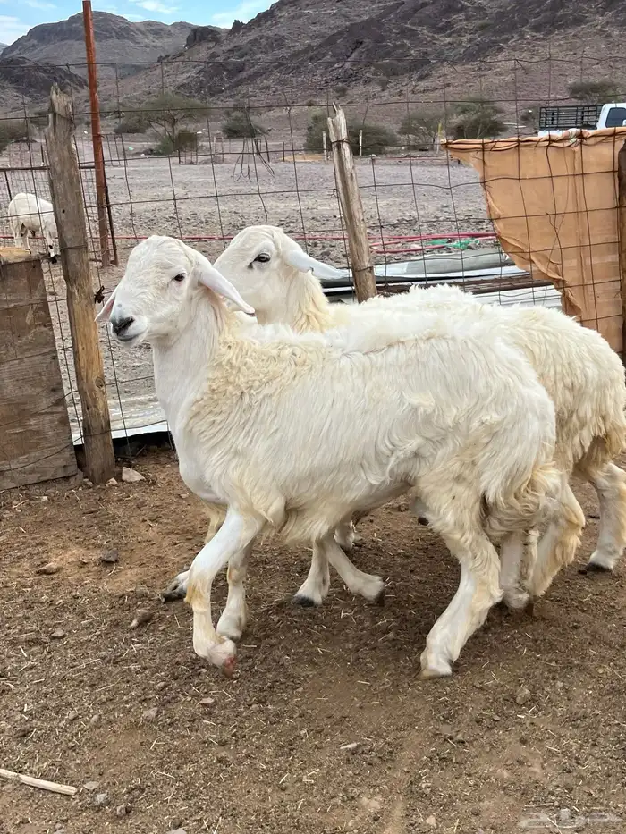 طليان حري ذبايح طيبفاخر من الاخر 8