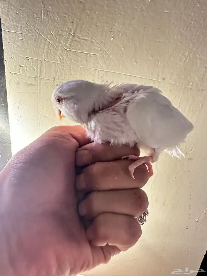 فروخ روز غر تم البيع خارج الموقع 6