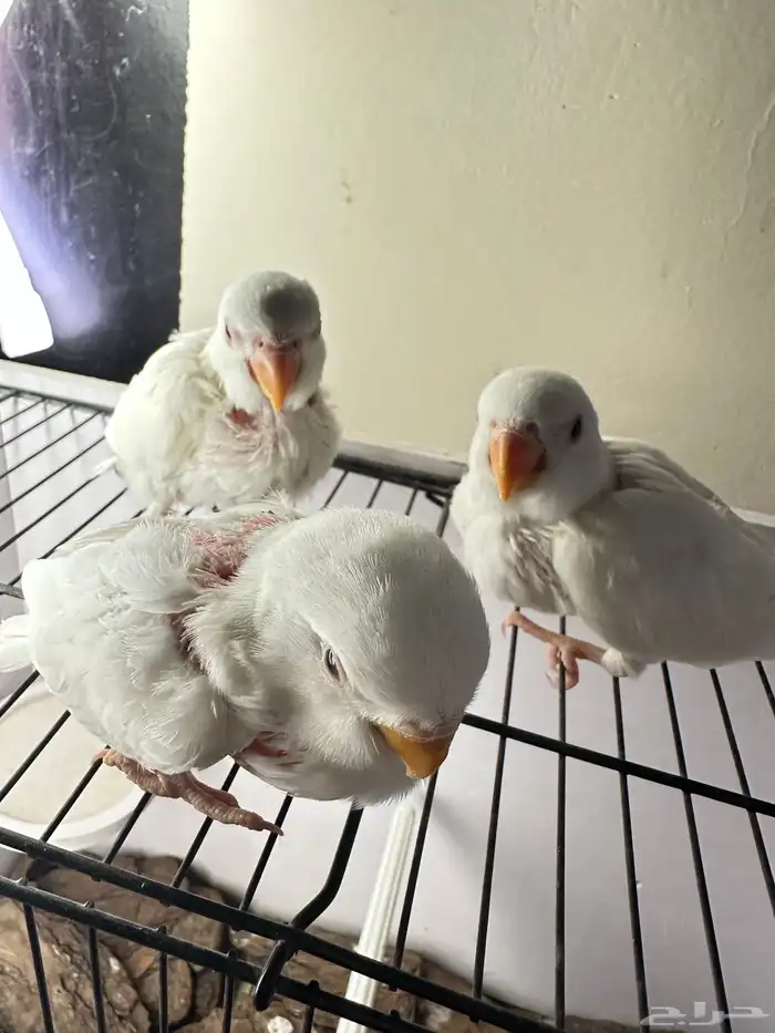 فروخ روز غر تم البيع خارج الموقع 4