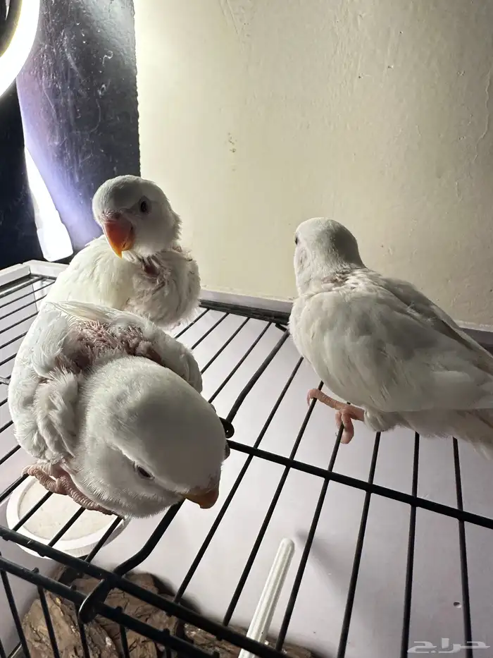 فروخ روز غر تم البيع خارج الموقع 2