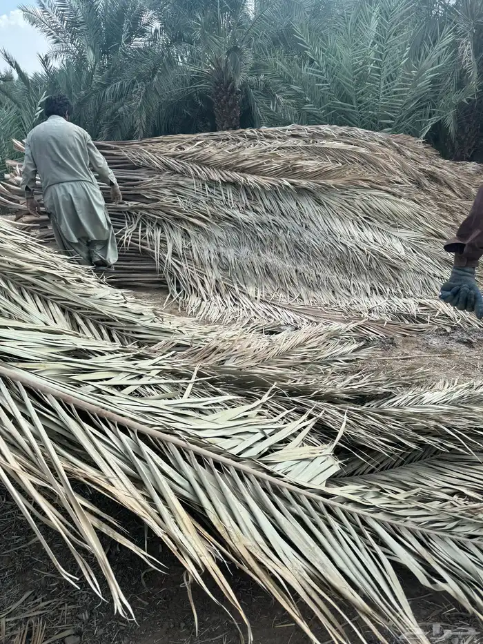جريد سعف عسيب 3
