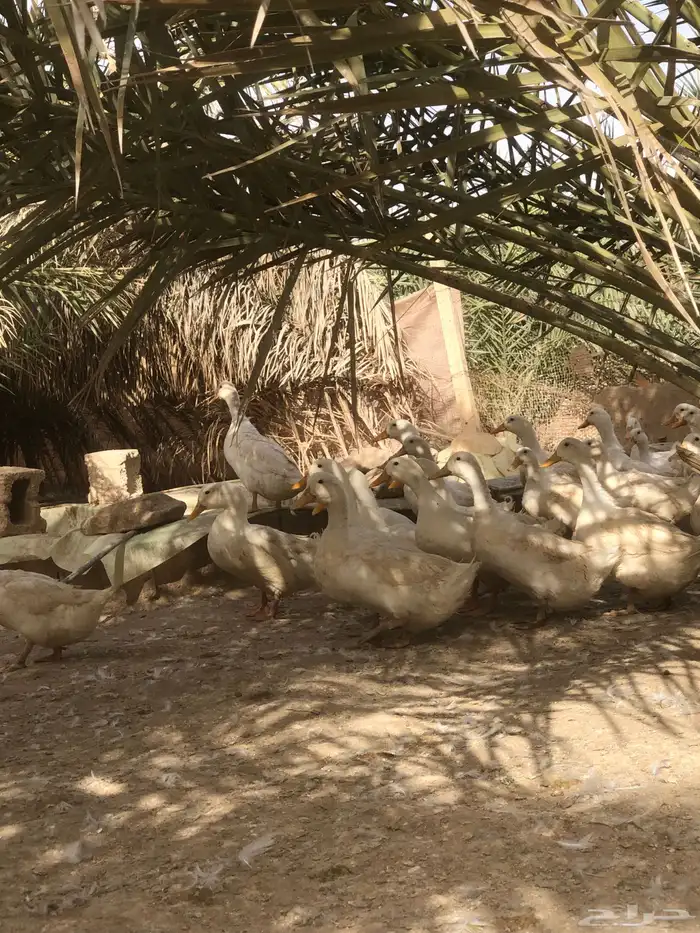 بط بكيني بياض سوبر جامبو 4