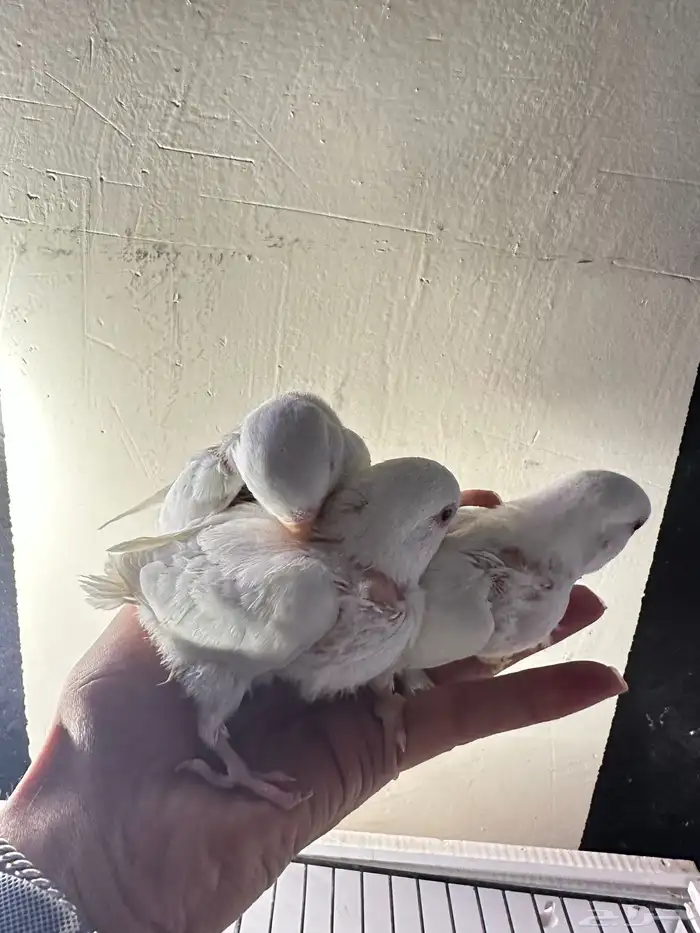 فروخ روز غر تم البيع خارج الموقع 0