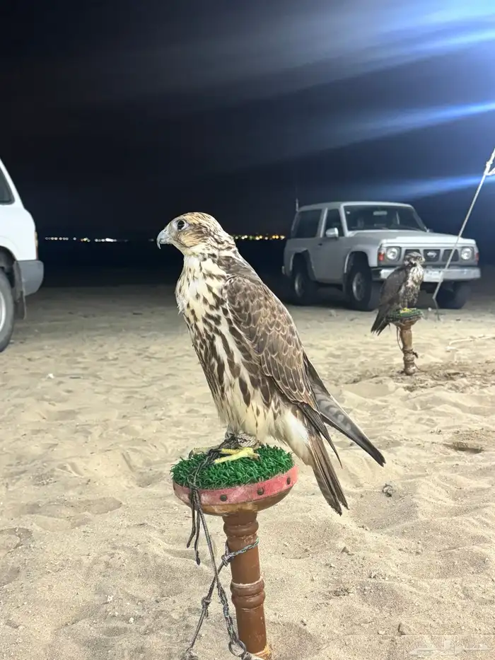 تأجير صقور 0