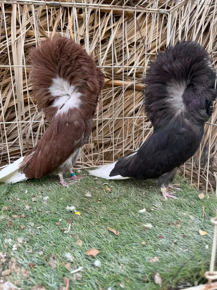 جوز جاكوبين ( تم البيع ) 1