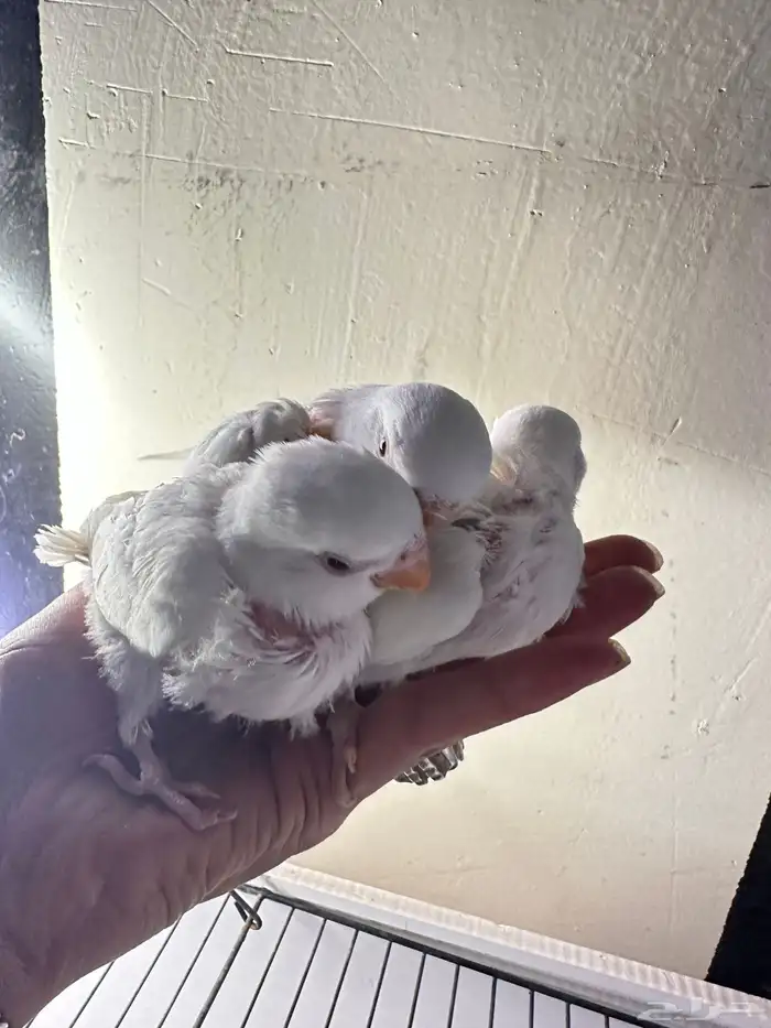 فروخ روز غر تم البيع خارج الموقع 3