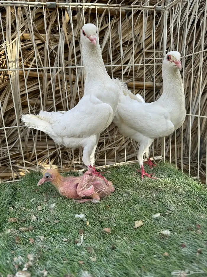 جوز مالتيز بانتاجه 0