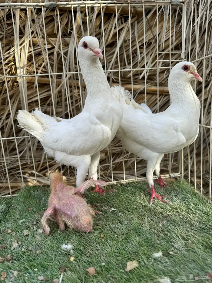 جوز مالتيز بانتاجه 5