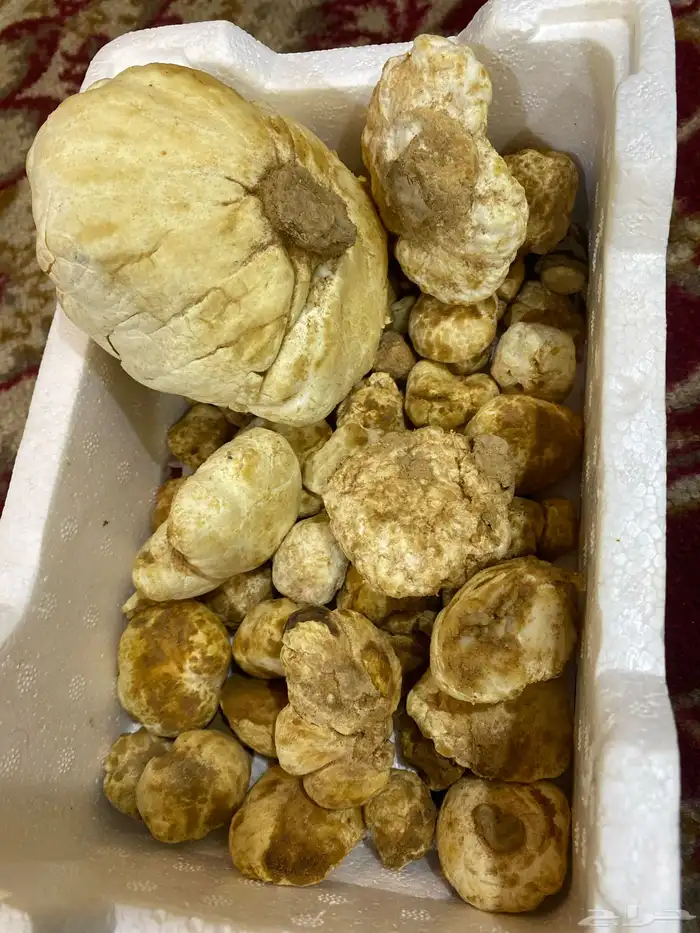 زبيدي 1
