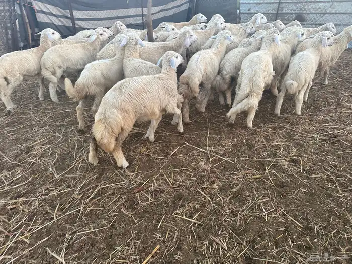 طليان حريه ذبايح 0