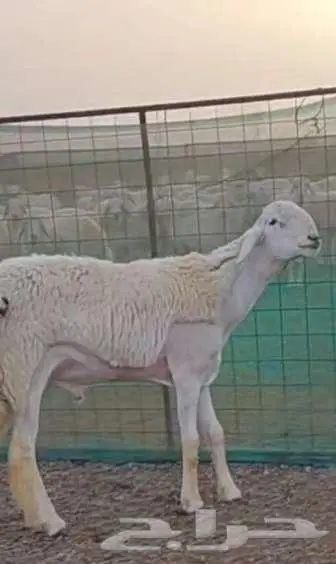 فحل جذع صنف الصنف مشروط 2